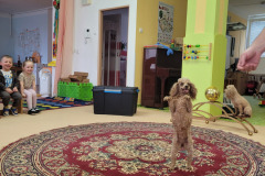 DUBEN - hadi a pudli