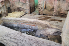 DUBEN - ZOO